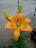 [1707 Navarin VH No01.JPG]